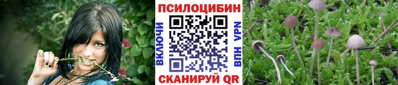Купить где  Можга  Галлюциногенные грибы Psilocybe 